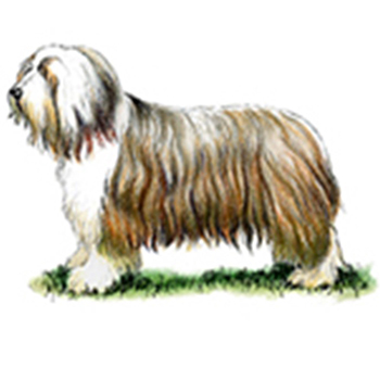 Bearded Collie - Click Image to Close
